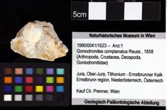 Foto (Objket + Etiketten) von Decapoda indet. 